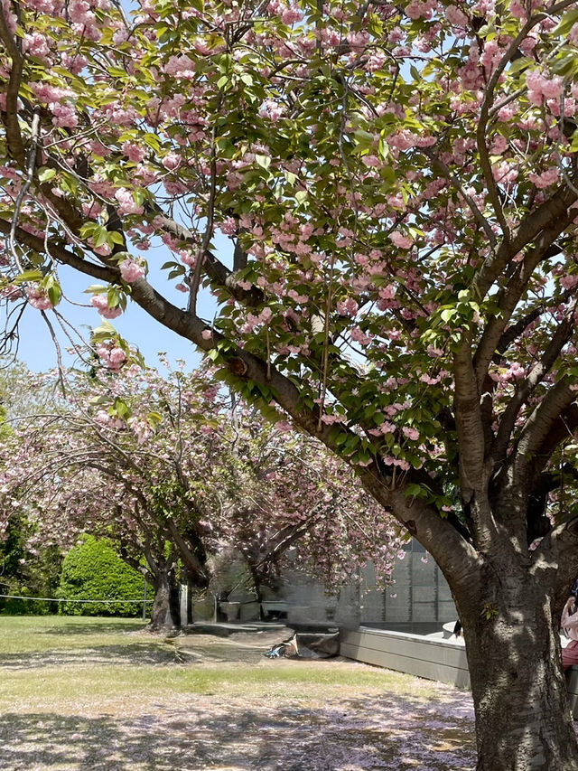 핑크벚꽃이 있는 부산 겹벚꽃 여행코스 💖💖