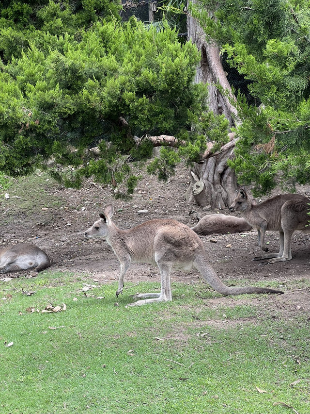 可倫賓野生動物保護園到此一遊
