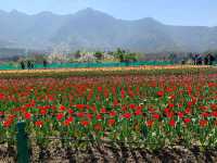 Asia's largest tulip garden