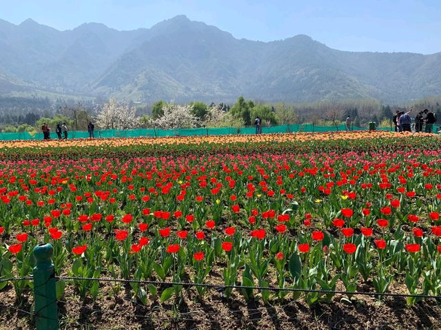 Asia's largest tulip garden