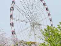 Gucun Park Cherry Blossoms Guide