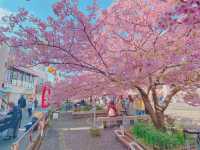 Chasing Sakura at Miurakaigan