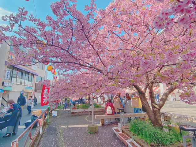 Chasing Sakura at Miurakaigan
