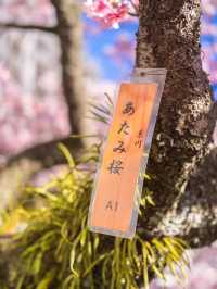 Chasing Sakura at Atami Castle