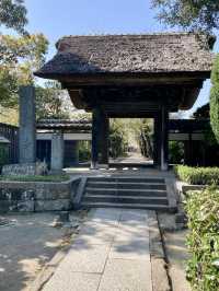 Gokurakuji & Cherry Blossoms: A Hidden Gem in Kamakura