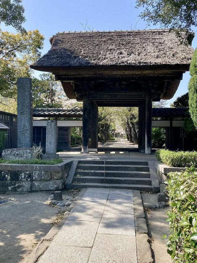 Gokurakuji & Cherry Blossoms: A Hidden Gem in Kamakura