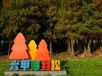 ป่าสน1000ปี🌲🌲