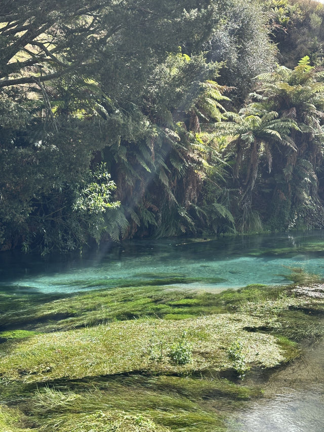 🇳🇿100 Years in the Making: Nature’s Purest Water from Blue Spring