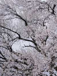 Sakura Season In Chengdu