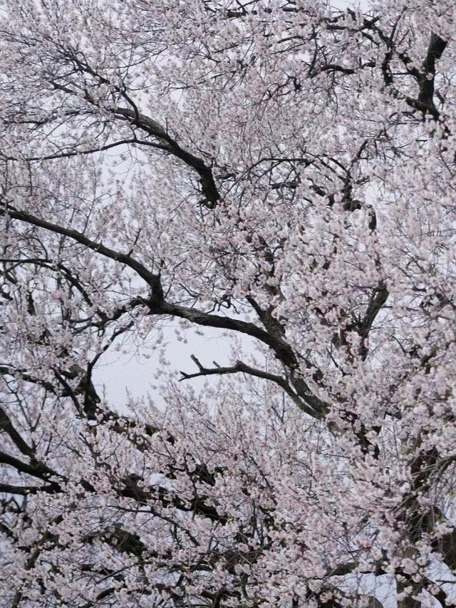 Sakura Season In Chengdu