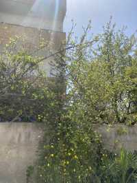Nature’s green curtain, turning fences into living walls