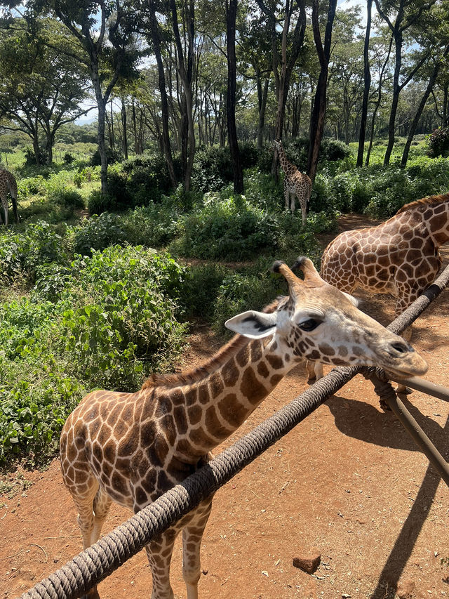 기린과 추억 쌓는 나이로비 케냐 기린 센터 🇰🇪