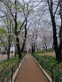 Sakura in grandberry park!!