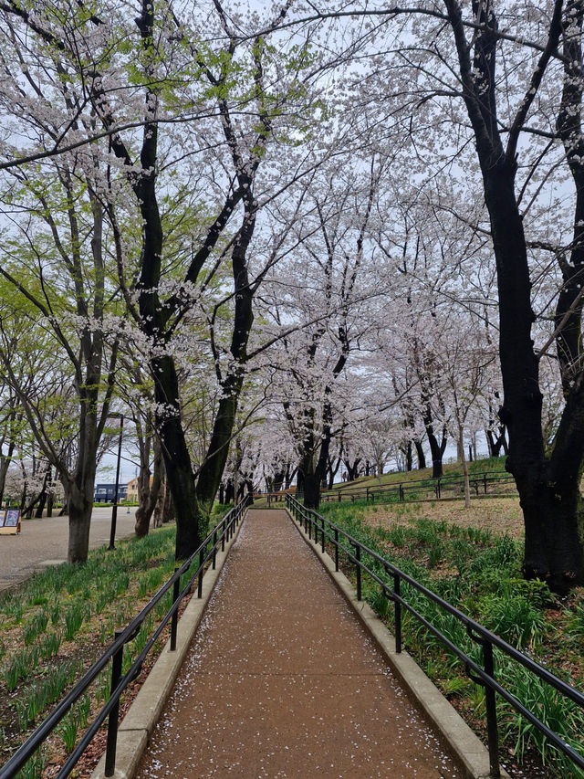 Sakura in grandberry park!!