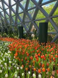  “ชมทิวลิปที่ระยอง” Flora exhibitions hall 