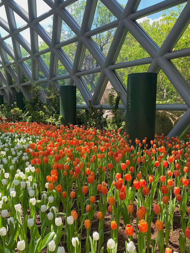  “ชมทิวลิปที่ระยอง” Flora exhibitions hall 