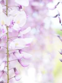 【茨城×茨城フラワーパーク】四季の花々が楽しめる体験型フラワーパーク