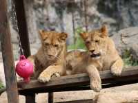 とべ動物園の白くまピース