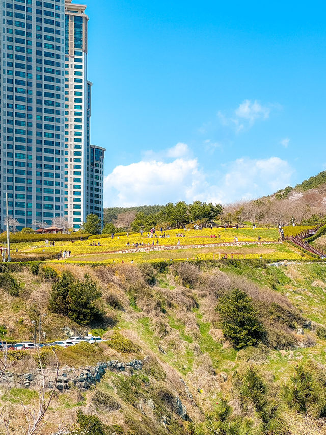 노란 수선화 가득한 오륙도 해맞이공원 부산여행💛