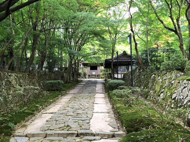 苔と花の楽園。京都・三千院で心ほどけるひとときを…🌿⛩️
