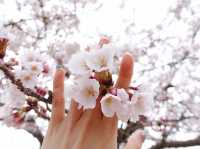 진해 벚꽃 🌸