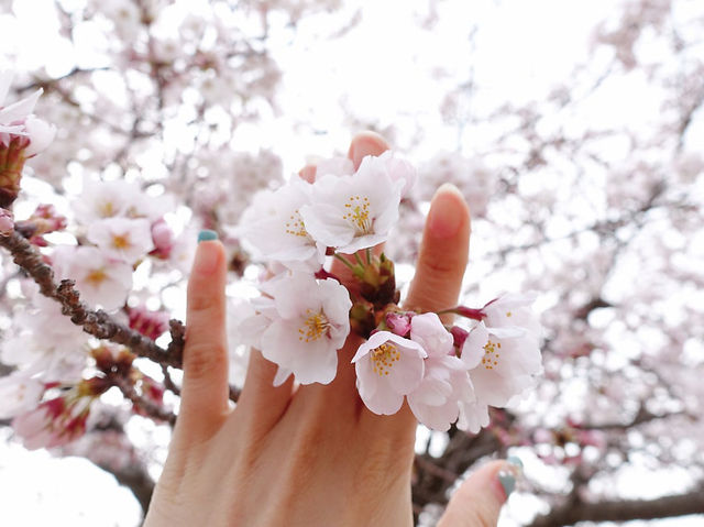 진해 벚꽃 🌸
