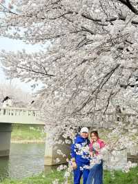 CHERRY BLOSSOMS IN SOUTH KOREA