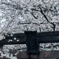 櫻花的搬運工～宇茂佐之森公園