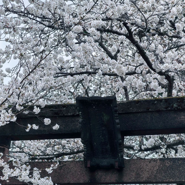 櫻花的搬運工～宇茂佐之森公園