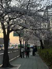 봄에 산책하기 딱 좋은 여의도 한강공원~벚꽃길 🌸