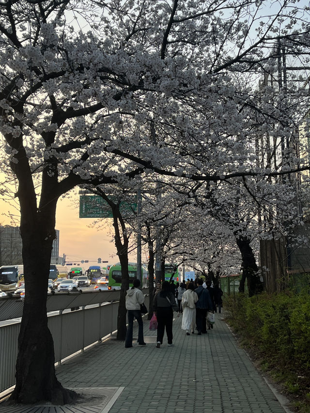 봄에 산책하기 딱 좋은 여의도 한강공원~벚꽃길 🌸