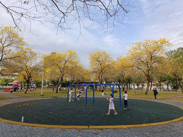 金黃花海迎春光，廍子公園黃花風鈴木花季盛宴。