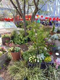 Springtime at Tokyo Skytree – Flowers & Koinobori Galore!