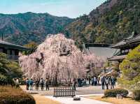 Blossoms in Stillness: Springtime at Minobusan Kuonji