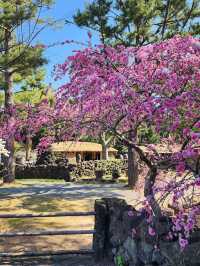 “Jeju in Bloom: A Pink Paradise Awakened”