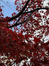 福岡｜筥崎宮花庭園｜拍照打卡好去處