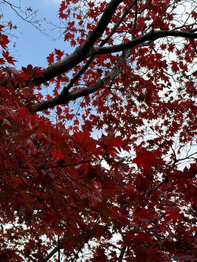 福岡｜筥崎宮花庭園｜拍照打卡好去處