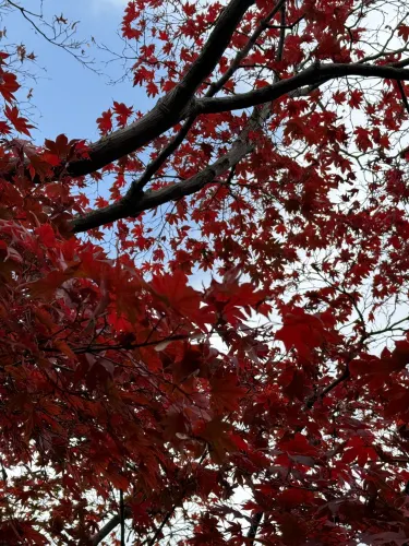 福岡|筥崎宮花庭園|写真映えスポット