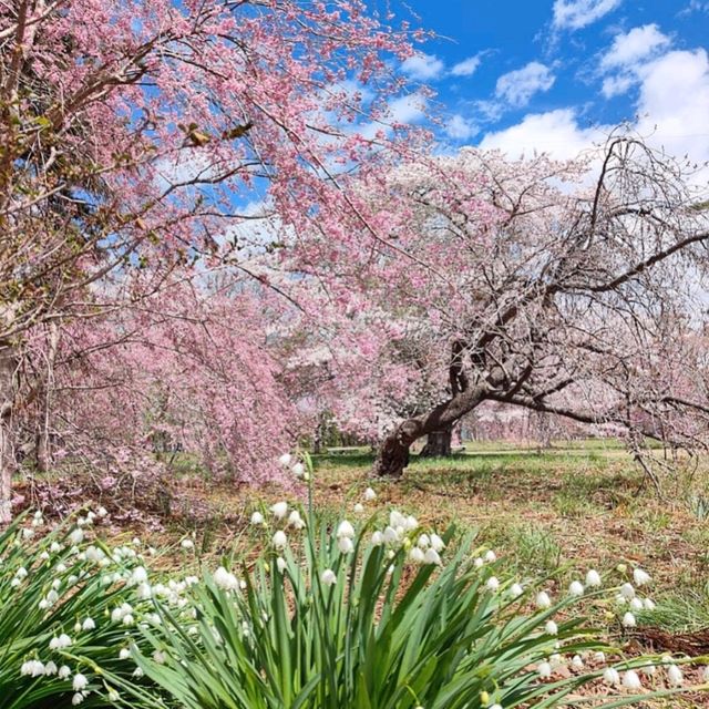 三神峰公園，仙台市民最愛的賞櫻踏青景點