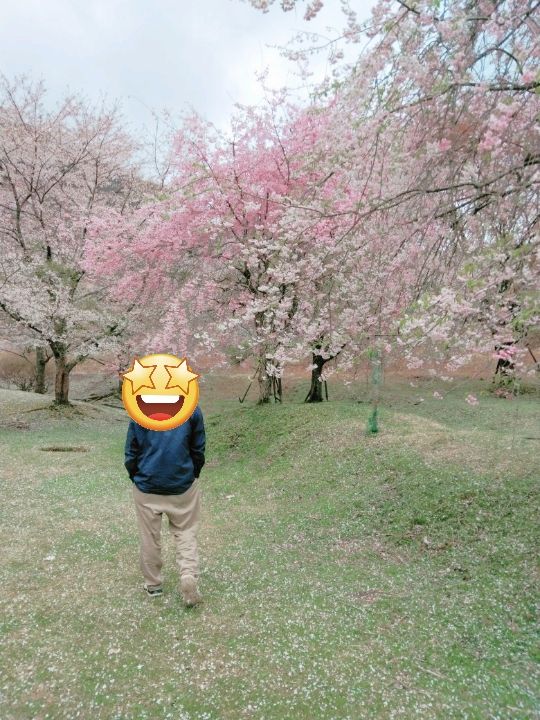圧巻の桜