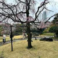 Koishikawa Korakuen Garden, Tokyo