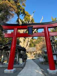 海辺の神社と絶品ピザで心もお腹も満たされる！「伊古奈比咩命神社」と「フェルメンコ」で伊豆時間を満喫♪