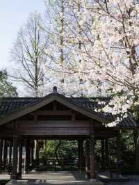 Maojiabu Cherry Blossoms – A Hidden Lakeside Escape