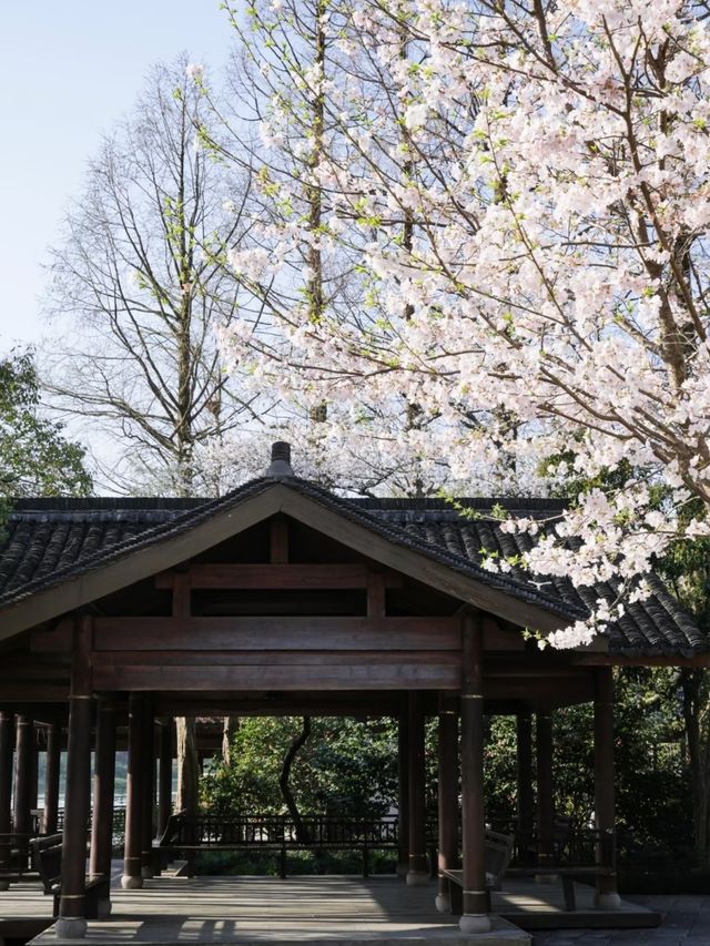 Maojiabu Cherry Blossoms – A Hidden Lakeside Escape