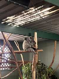 시드니 블루마운틴 감성 여행 코스 추천 🐨😍