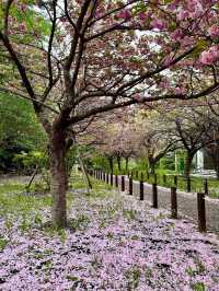 “Petals & Pathways: Springtime at Hokkaido University”