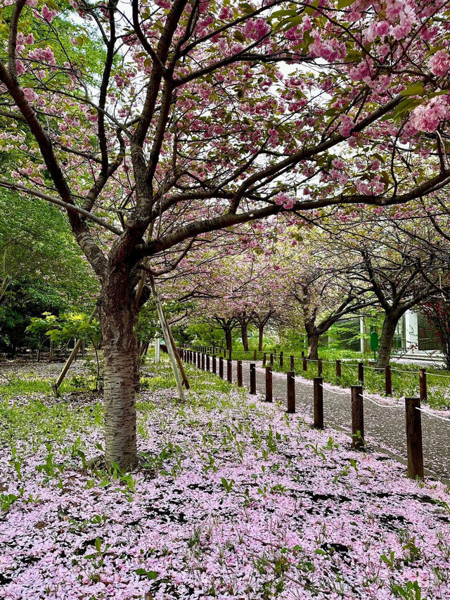 “Petals & Pathways: Springtime at Hokkaido University”