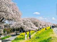 Kumagaya Sakura Tsutsumi, Saitama