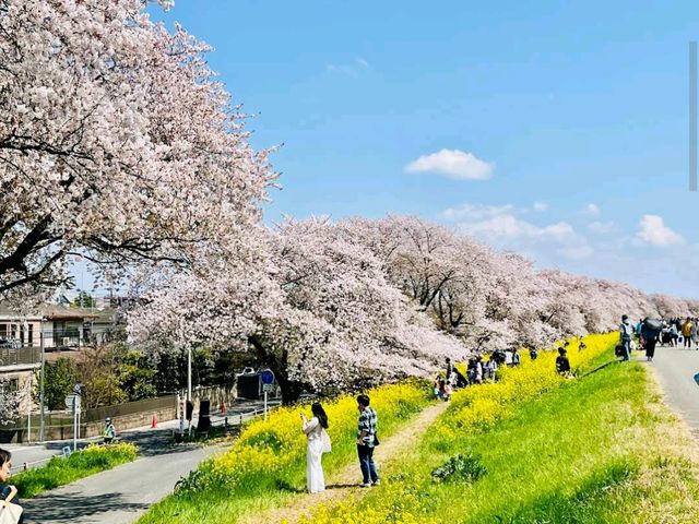 Kumagaya Sakura Tsutsumi, Saitama