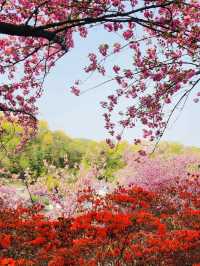 Wansan Chilbong Flower Garden: A Double Cherry Blossom Delight 🌸🌸